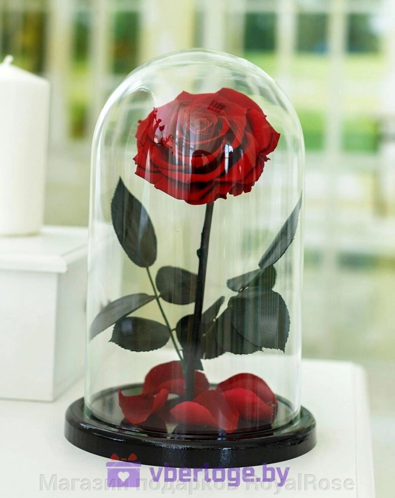 Бордовая роза в колбе 32 см, Maroon Vip - описание