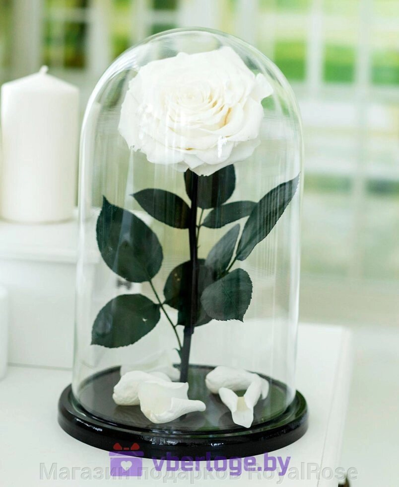 Белая роза в колбе 32 см, White Pearl Vip - Магазин подарков RoyalRose