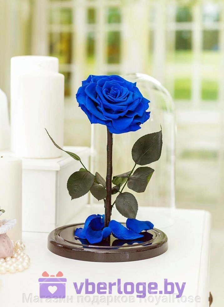 Синяя роза в колбе 28 см, Royal Blue King - характеристики