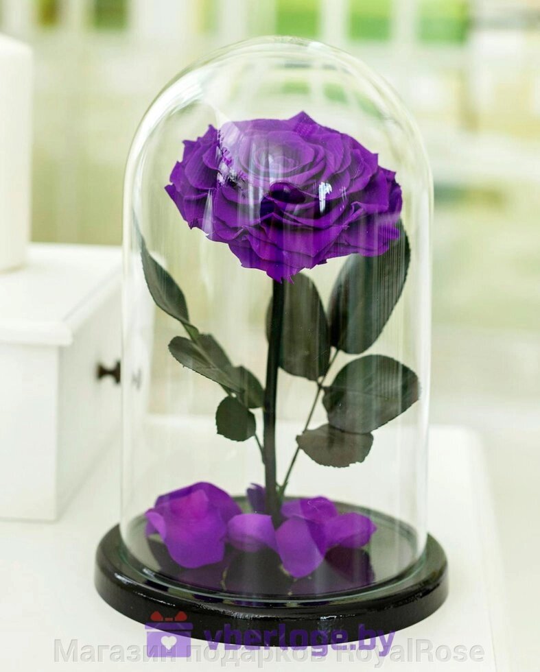 Фиолетовая роза в колбе 32 см, Dark Violett Vip - гарантия