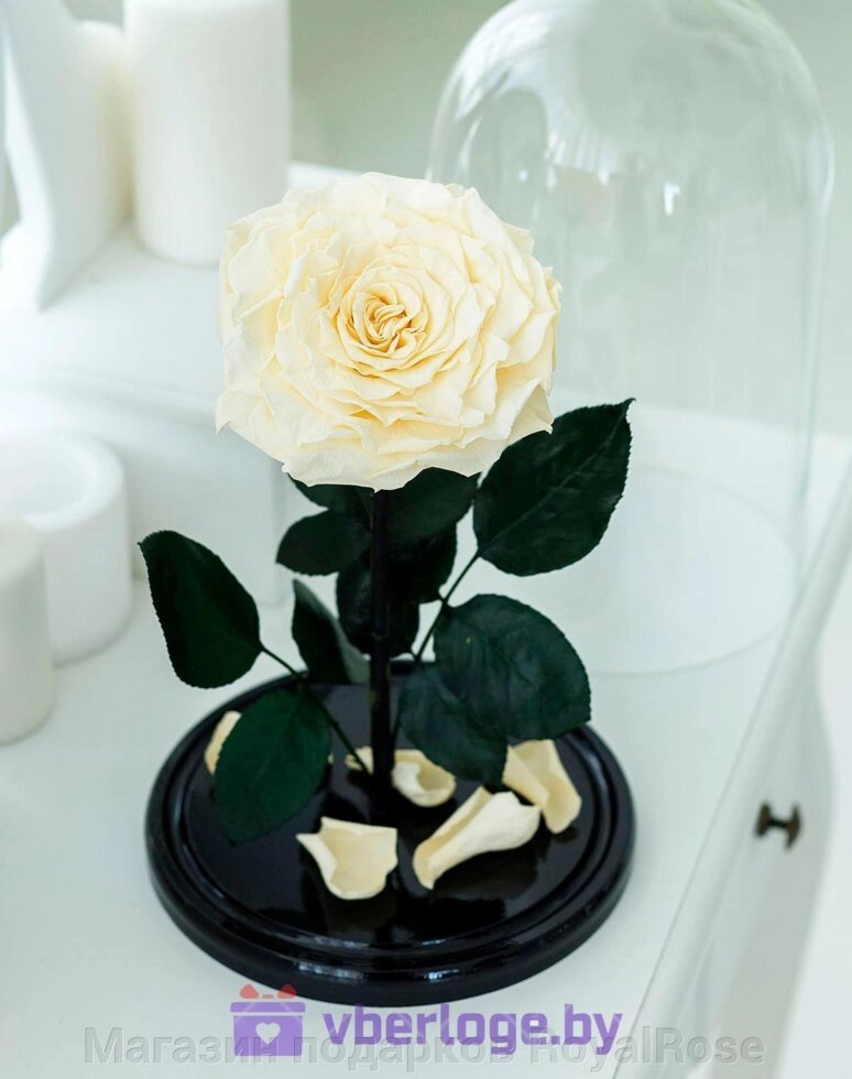 Роза в колбе цвета шампань 28 см, Shampan King от компании Магазин подарков RoyalRose - фото 1