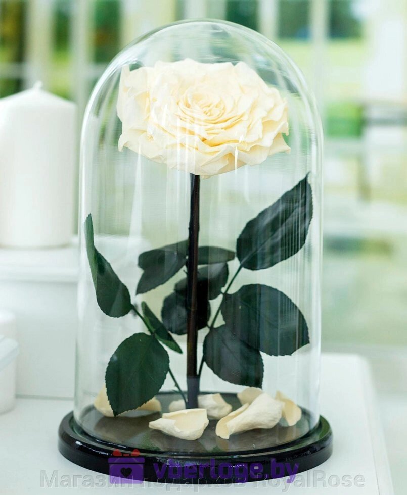 Роза в колбе цвета шампань 32 см, Shampan Vip от компании Магазин подарков RoyalRose - фото 1