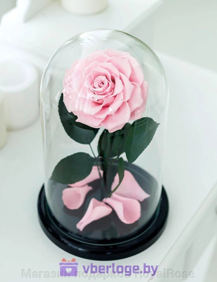 Розовая роза в колбе 28 см, Pretty Pink King от компании Магазин подарков RoyalRose - фото 1