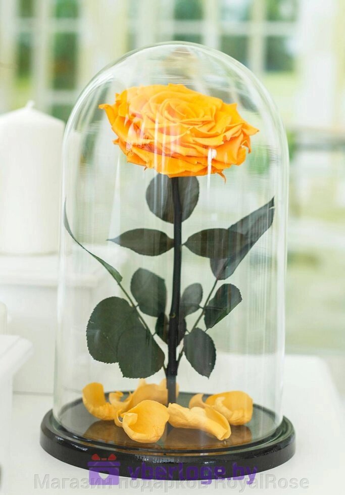 Желтая роза в колбе 32 см, Sunny Vip от компании Магазин подарков RoyalRose - фото 1