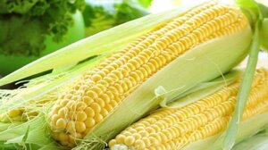 Раннеспелый гибрид кукурузы Краснодарский 194 МВ