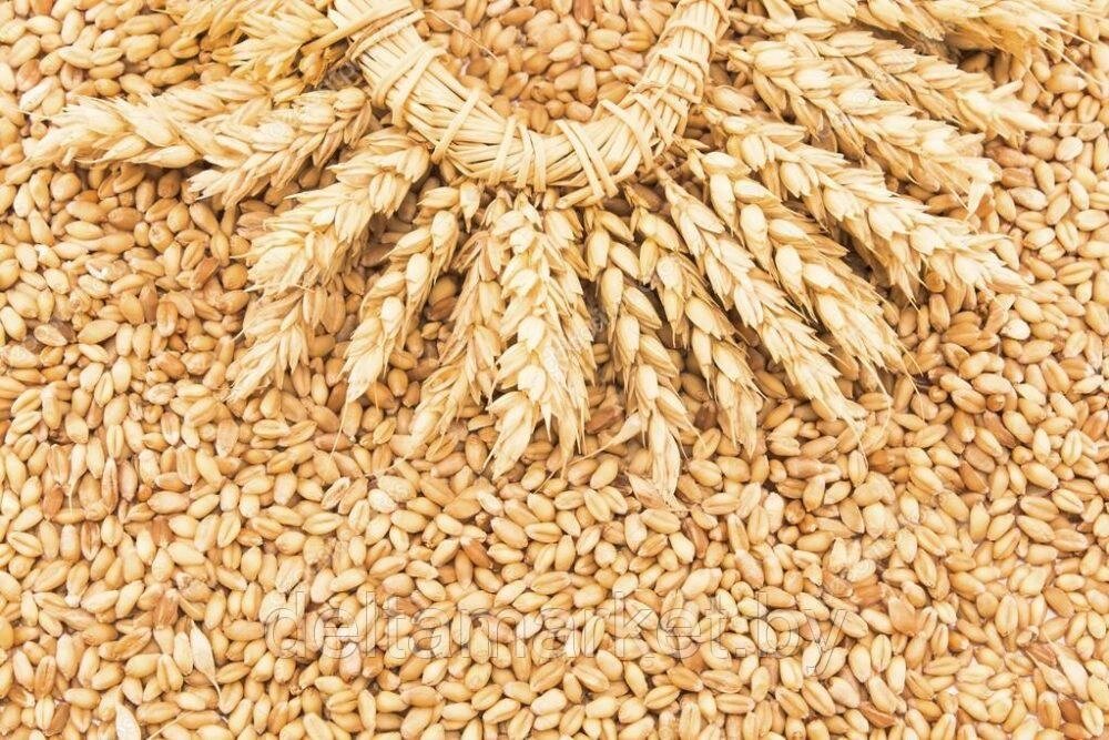 Пшеница фуражная от компании Торговый дом «ДЕЛЬТА» - фото 1