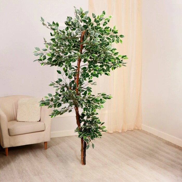 Дерево искусственное "Фикус Бенджамина" 165 см от компании Интернет-гипермаркет «MOLL» - фото 1