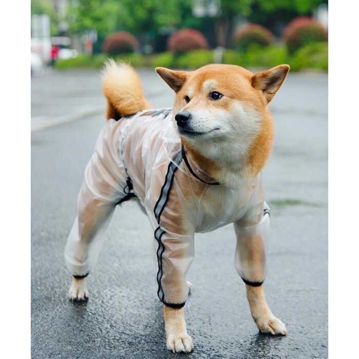 Дождевик-комбинезон для собак, размер M (ДС 30, ОГ 40, ОШ 31,5 см, вес 5-7 кг), прозрачный от компании Интернет-гипермаркет «MOLL» - фото 1
