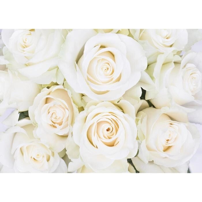 Фотообои "Белые розы" (8 листов), 280х200 см от компании Интернет-гипермаркет «MOLL» - фото 1