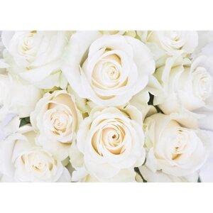 Фотообои "Белые розы"8 листов), 280х200 см