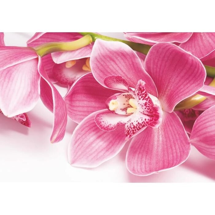 Фотообои "Орхидея" (4 листа)  200*140 см от компании Интернет-гипермаркет «MOLL» - фото 1