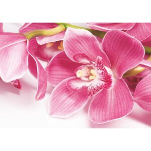 Фотообои "Орхидея"4 листа) 200*140 см