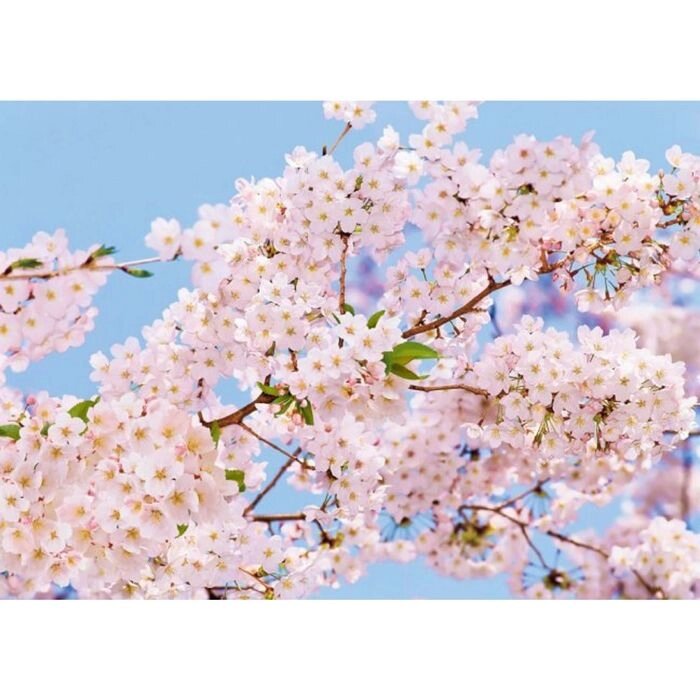 Фотообои Весна ЛЮКС 2,72х1,94 м (из 8 листов) от компании Интернет-гипермаркет «MOLL» - фото 1