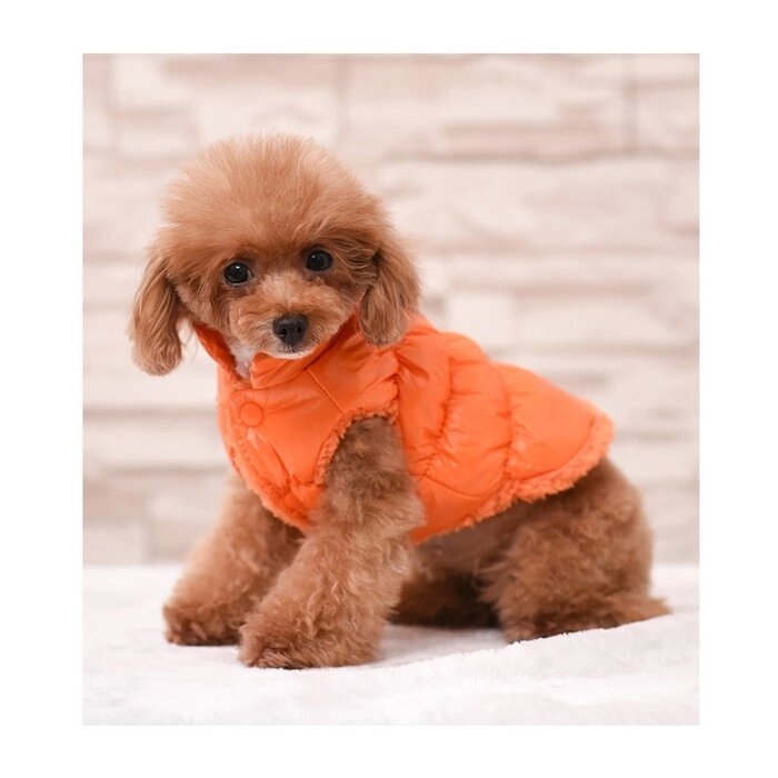 Куртка для собак "Блеск", 3XL (ДС 50, ОГ 68, ОШ 44 см), оранжевая от компании Интернет-гипермаркет «MOLL» - фото 1