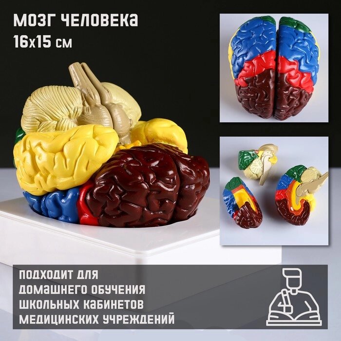 Макет "Мозг человека" 16*15см от компании Интернет-гипермаркет «MOLL» - фото 1
