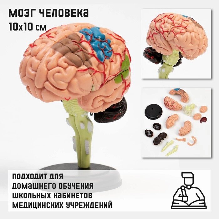 Макет "Мозг человека" разборный, 35*34*32см от компании Интернет-гипермаркет «MOLL» - фото 1