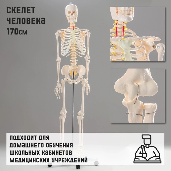 Макет "Скелет человека" 170см от компании Интернет-гипермаркет «MOLL» - фото 1