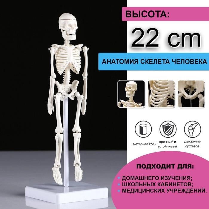 Макет "Скелет человека" 22см от компании Интернет-гипермаркет «MOLL» - фото 1