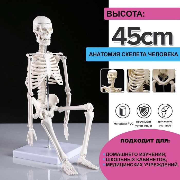 Макет "Скелет человека" 45см от компании Интернет-гипермаркет «MOLL» - фото 1