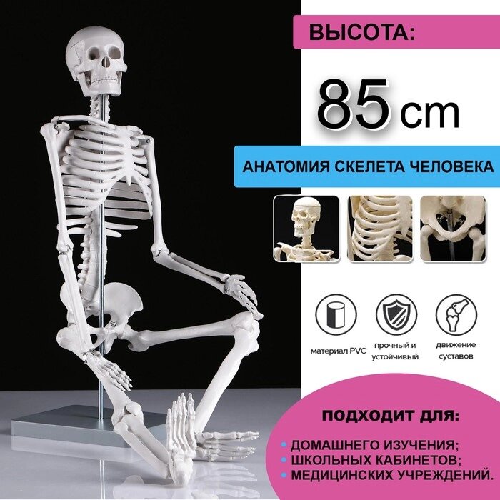 Макет "Скелет человека" 85см от компании Интернет-гипермаркет «MOLL» - фото 1