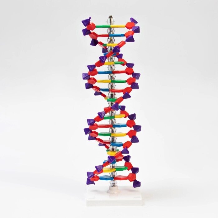 Макет "Строение молекулы ДНК", 45см от компании Интернет-гипермаркет «MOLL» - фото 1