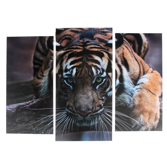 Модульная картина "Тигровый взгляд"  (2-25х52; 1-30х60) 60х80 см от компании Интернет-гипермаркет «MOLL» - фото 1