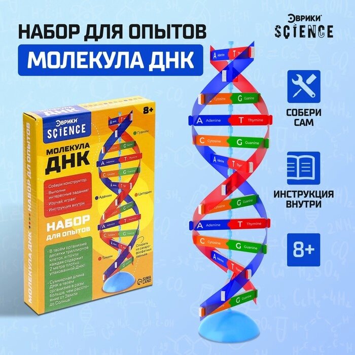 Набор для опытов "Молекула ДНК" от компании Интернет-гипермаркет «MOLL» - фото 1