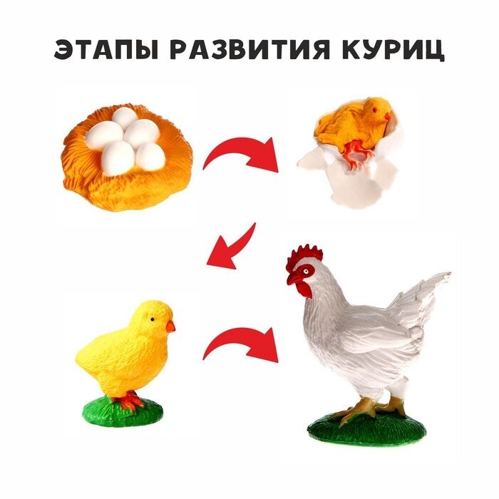 Обучающий набор "Этапы развития куриц" 4 фигурки от компании Интернет-гипермаркет «MOLL» - фото 1