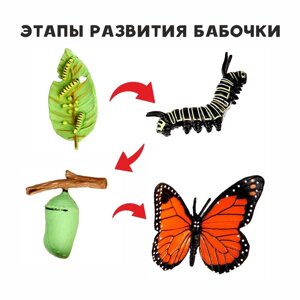 Обучающий набор "Этапы развития бабочки" 4 фигурки