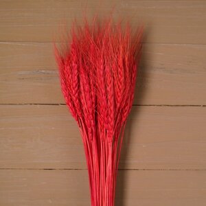 Сухой колос пшеницы, набор 50 шт., цвет красный