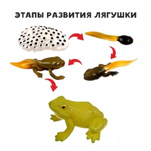 Обучающий набор "Этапы развития лягушки" 5 фигурок