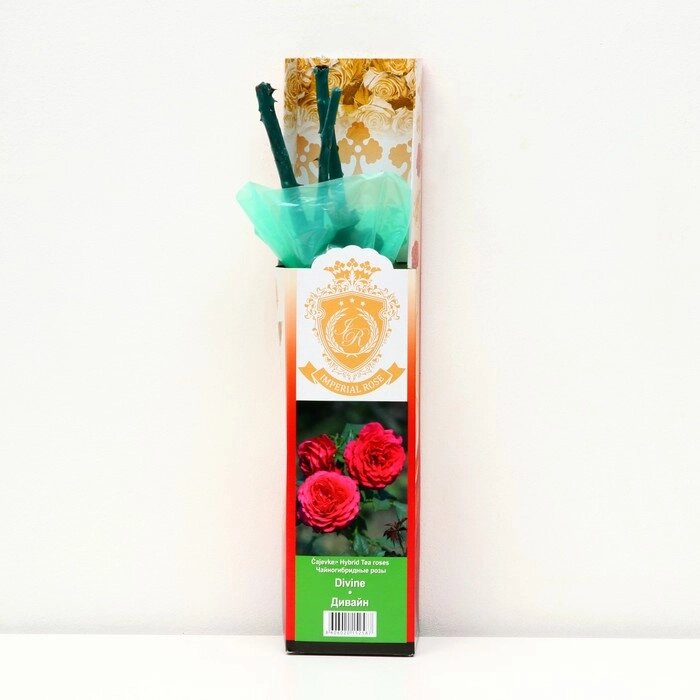 Саженец розы "Дивайн", 1 шт, туба, Весна 2023 от компании Интернет-гипермаркет «MOLL» - фото 1
