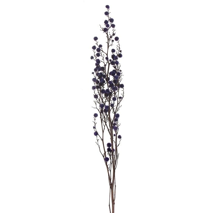 Сухие цветы молочай Миля , 25 гр, длина 70 см, цвет фиолетовый от компании Интернет-гипермаркет «MOLL» - фото 1