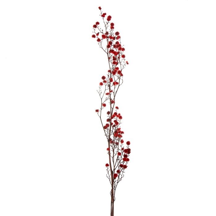 Сухие цветы молочай Миля , 25 гр, длина 70 см, цвет красный от компании Интернет-гипермаркет «MOLL» - фото 1