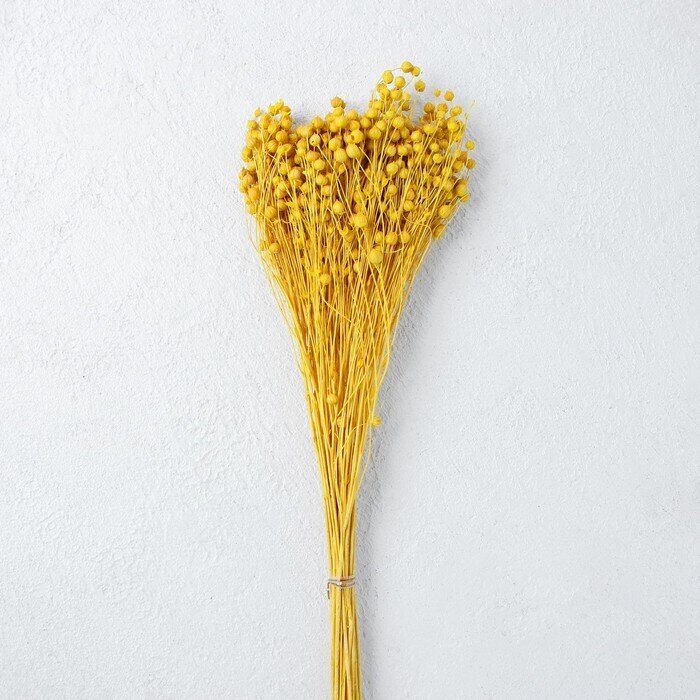 Сухоцвет "Абрус" набор 24 шт, цвет желтый от компании Интернет-гипермаркет «MOLL» - фото 1