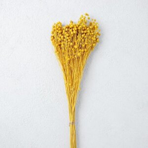 Сухоцвет "Абрус" набор 24 шт, цвет желтый
