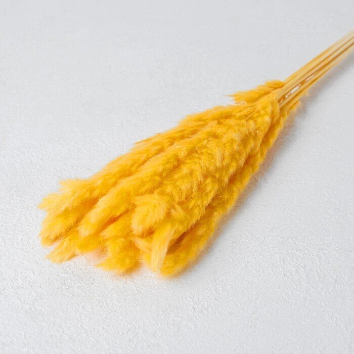 Сухоцвет "Камыш" набор 15 шт, цвет оранжевый от компании Интернет-гипермаркет «MOLL» - фото 1