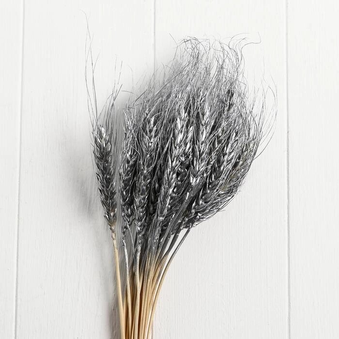 Сухой колос пшеницы, набор 30 шт, цвет серебрянный от компании Интернет-гипермаркет «MOLL» - фото 1