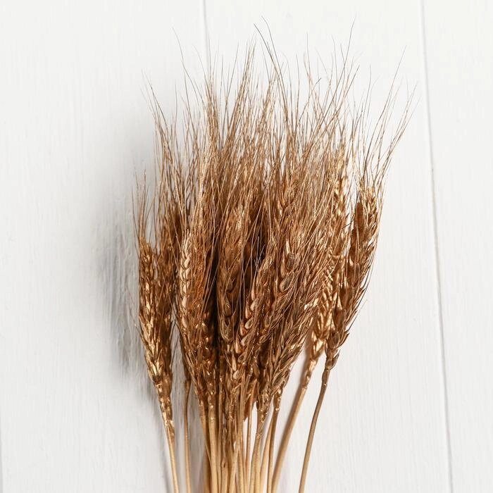 Сухой колос пшеницы, набор 30 шт, цвет золотой от компании Интернет-гипермаркет «MOLL» - фото 1
