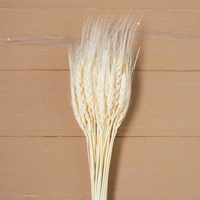 Сухой колос пшеницы, набор 50 шт., цвет белый от компании Интернет-гипермаркет «MOLL» - фото 1