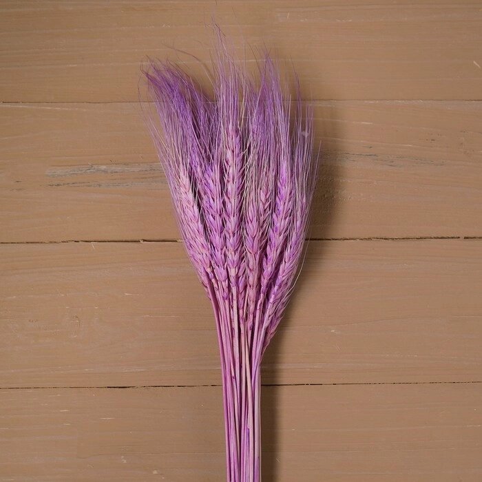 Сухой колос пшеницы, набор 50 шт., цвет фиолетовый от компании Интернет-гипермаркет «MOLL» - фото 1