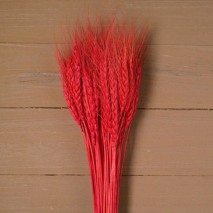 Сухой колос пшеницы, набор 50 шт., цвет красный от компании Интернет-гипермаркет «MOLL» - фото 1