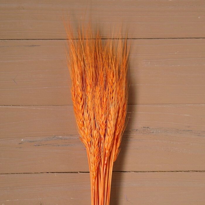 Сухой колос пшеницы, набор 50 шт., цвет оранжевый от компании Интернет-гипермаркет «MOLL» - фото 1
