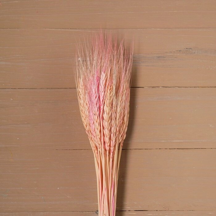 Сухой колос пшеницы, набор 50 шт., цвет розовый от компании Интернет-гипермаркет «MOLL» - фото 1