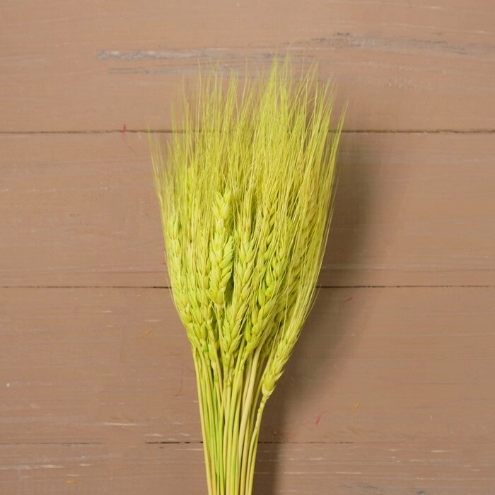 Сухой колос пшеницы, набор 50 шт., цвет зелёный от компании Интернет-гипермаркет «MOLL» - фото 1
