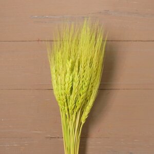 Сухой колос пшеницы, набор 50 шт., цвет зелёный