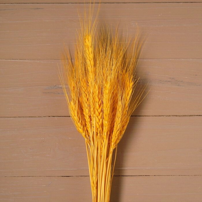 Сухой колос пшеницы, набор 50 шт., цвет жёлтый от компании Интернет-гипермаркет «MOLL» - фото 1