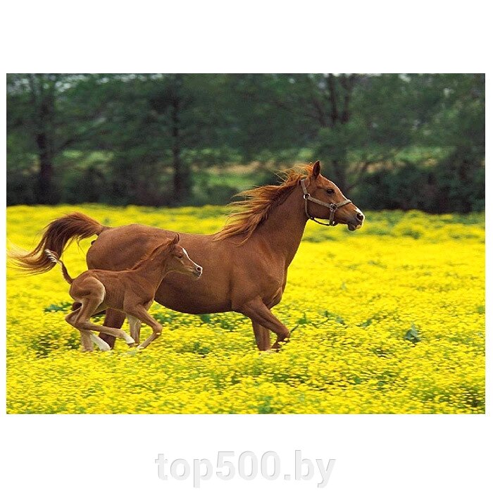 Алмазная мозаика 40*50см "Darvish" Лошадь с жеребенком от компании TOP500 - фото 1