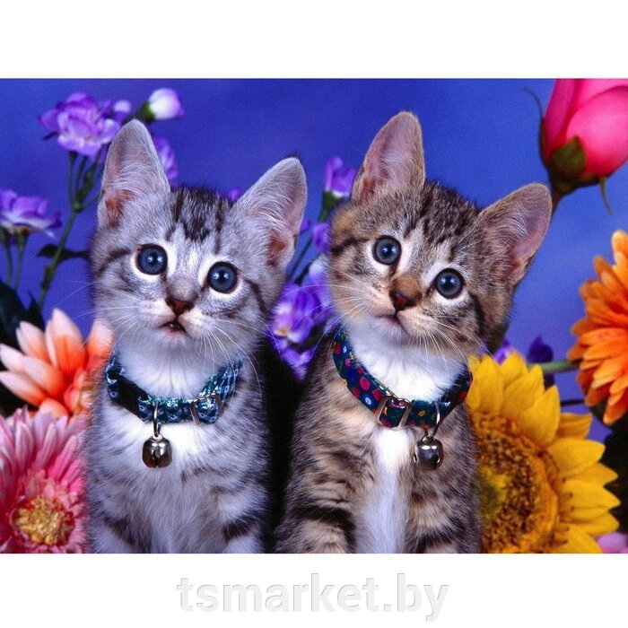 Алмазная раскраска 2 в1 Пара котят от компании TSmarket - фото 1
