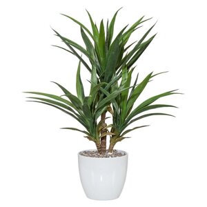 Пальма Юкка Yucca, 70 cm, зеленый